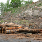 Felling gum trees 1 October 2014. Cambridge Tree Trust